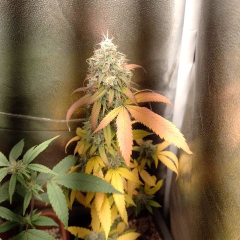 Sweet Cherry Pie #2 growlog timeline photo
