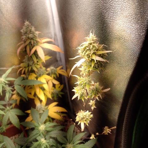 Purple Guetto growlog timeline photo