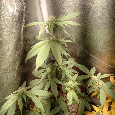 Banana Purple Punch 3 growlog timeline photo