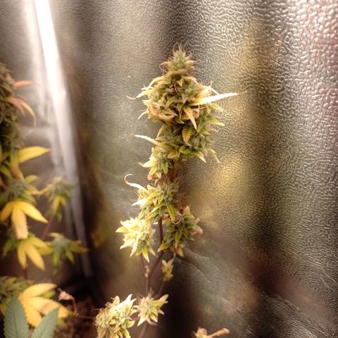 Purple Guetto growlog timeline photo
