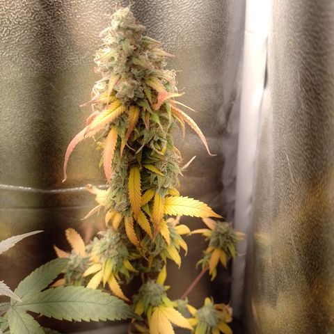 Sweet Cherry Pie #2 growlog timeline photo