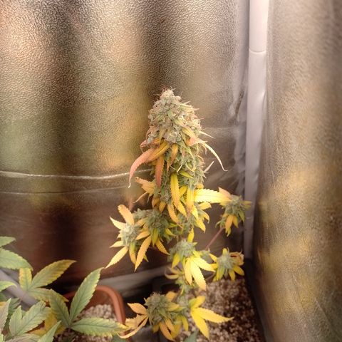 Sweet Cherry Pie #2 growlog timeline photo