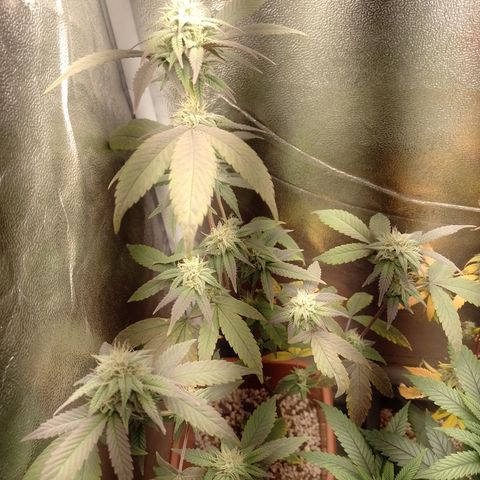 Banana Purple Punch 3 growlog timeline photo
