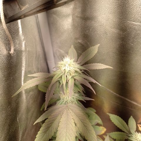 Banana Purple Punch 3 growlog timeline photo