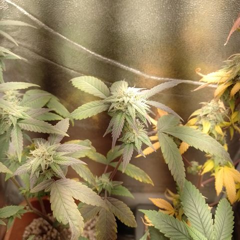 Banana Purple Punch 3 growlog timeline photo