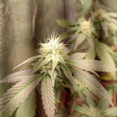 Banana Purple Punch 3 growlog timeline photo