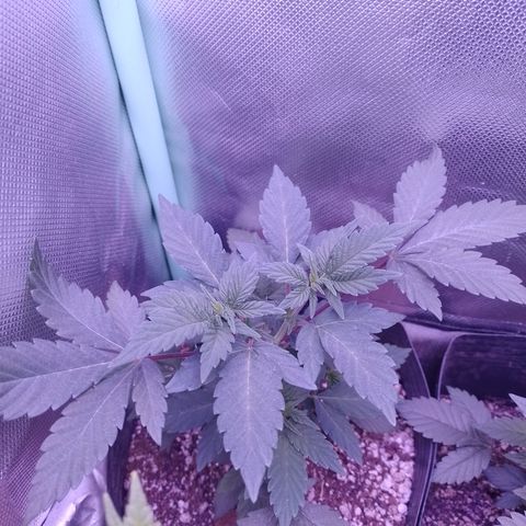 Purple Cookies 1 growlog timeline photo