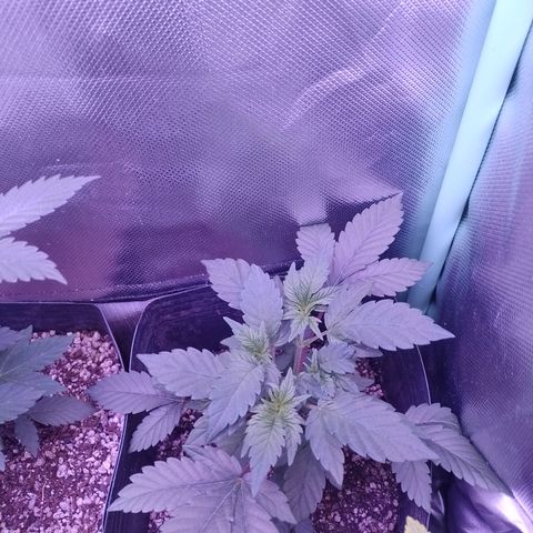 Purple Cookies 2 growlog timeline photo