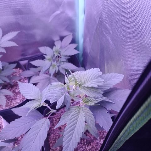 Banana Purple Punch #4 e #5 growlog timeline photo
