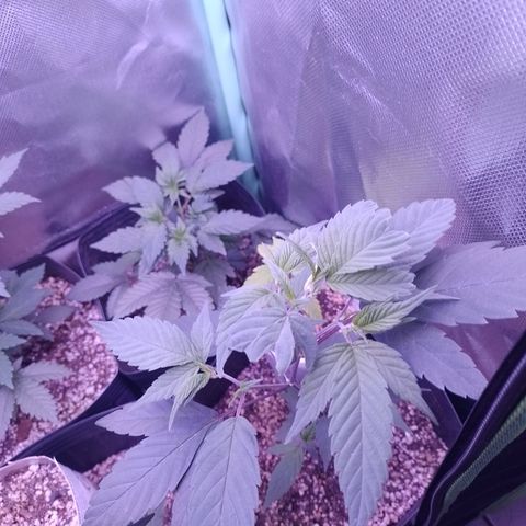 Banana Purple Punch #4 e #5 growlog timeline photo