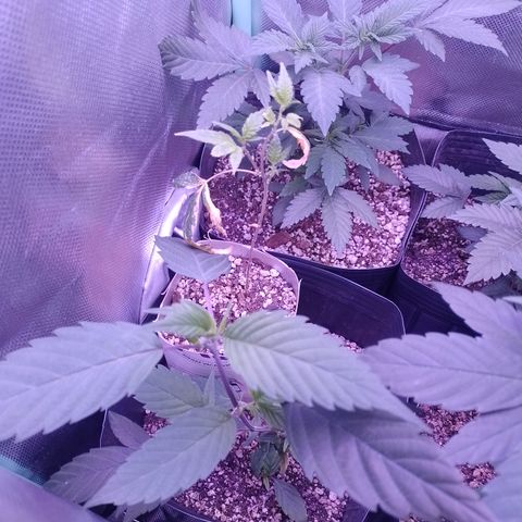 Banana Purple Punch #4 e #5 growlog timeline photo