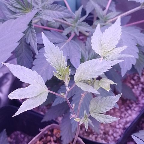 Tangerine Guetto growlog timeline photo