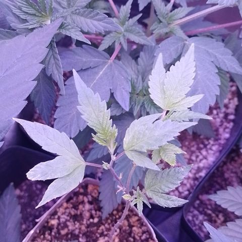 Tangerine Guetto growlog timeline photo
