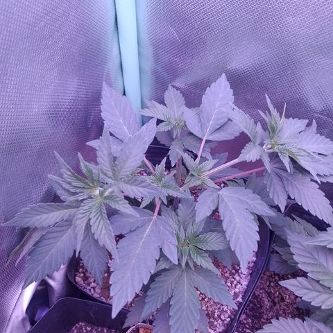 Purple Cookies 1 growlog timeline photo