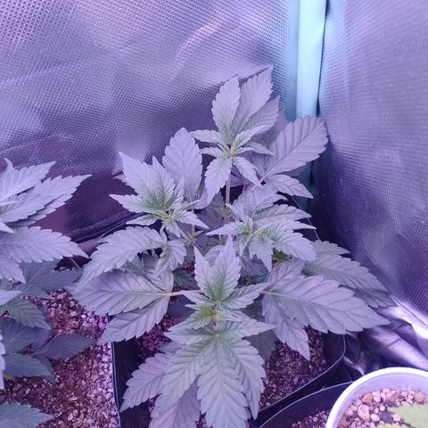 Purple Cookies 2 growlog timeline photo