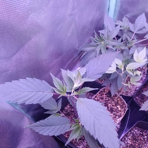 Banana Purple Punch #4 e #5 growlog timeline photo