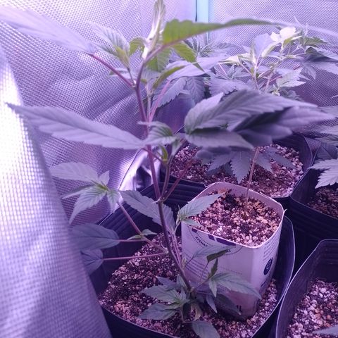 Banana Purple Punch #4 e #5 growlog timeline photo