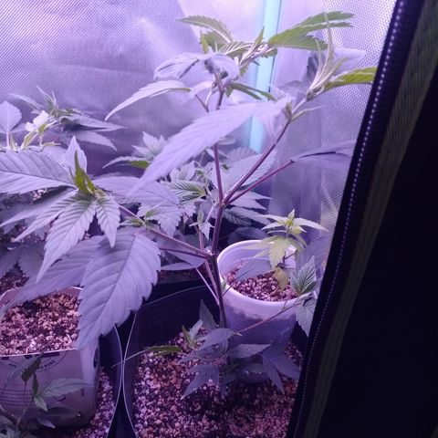Banana Purple Punch #4 e #5 growlog timeline photo