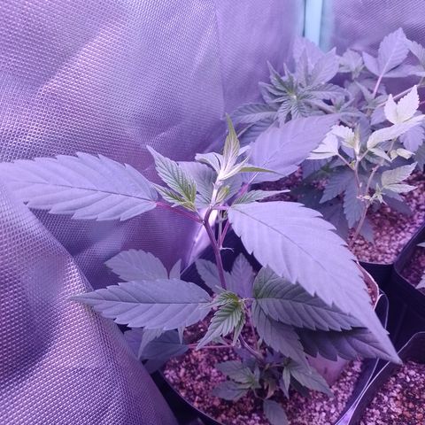 Banana Purple Punch #4 e #5 growlog timeline photo