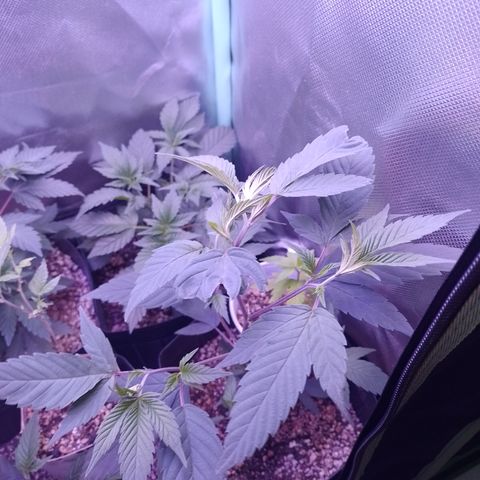 Banana Purple Punch #4 e #5 growlog timeline photo