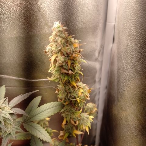 Sweet Cherry Pie #2 growlog timeline photo
