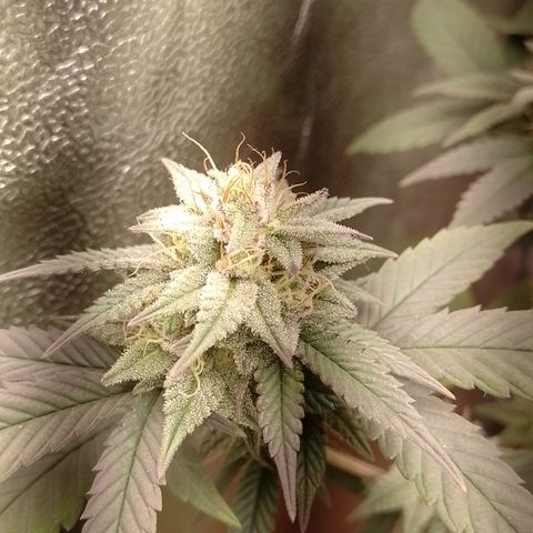 Banana Purple Punch 3 growlog timeline photo