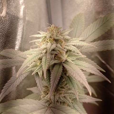 Banana Purple Punch 3 growlog timeline photo
