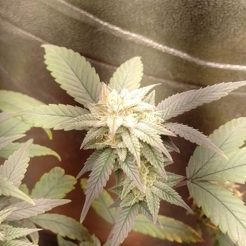 Banana Purple Punch 3 growlog timeline photo