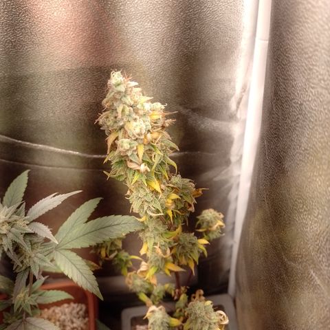 Sweet Cherry Pie #2 growlog timeline photo