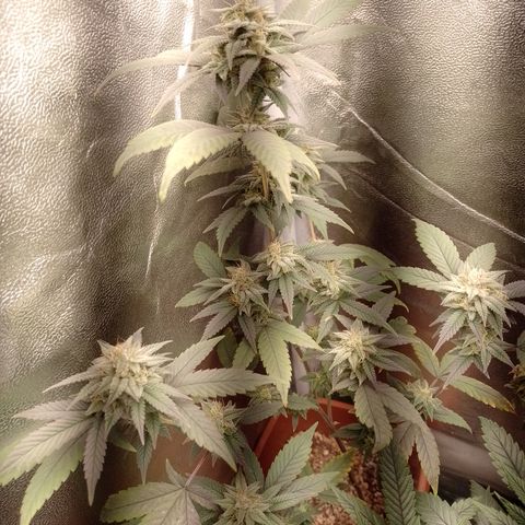 Banana Purple Punch 3 growlog timeline photo