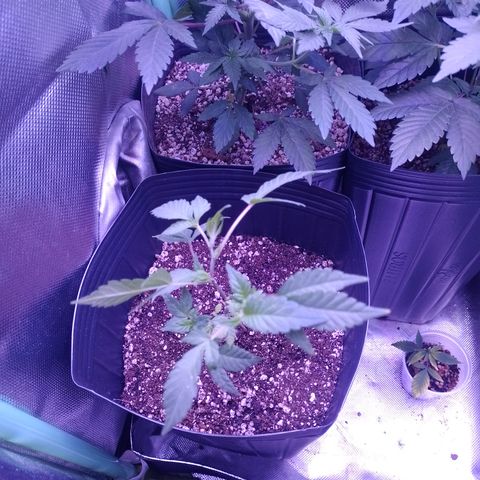 Tangerine Guetto growlog timeline photo