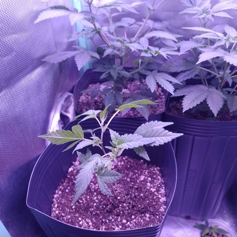 Tangerine Guetto growlog timeline photo