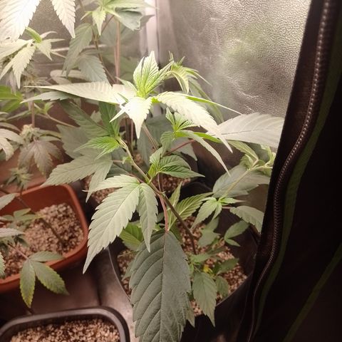 Banana Purple Punch #4 e #5 growlog timeline photo
