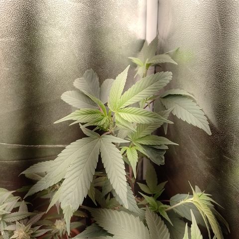 Banana Purple Punch #4 e #5 growlog timeline photo