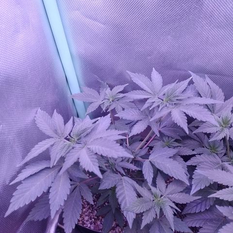 Purple Cookies 1 growlog timeline photo