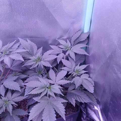 Purple Cookies 2 growlog timeline photo
