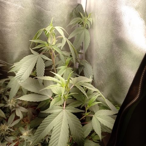 Banana Purple Punch #4 e #5 growlog timeline photo