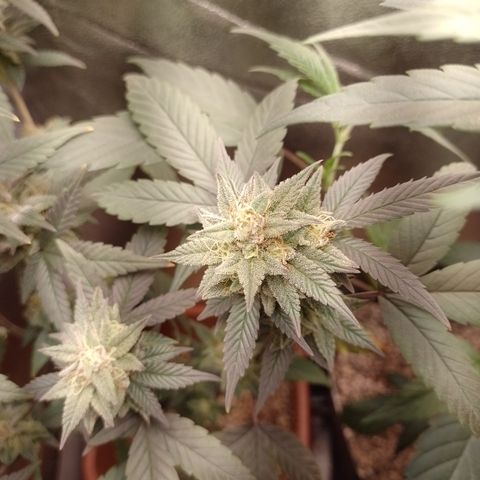 Banana Purple Punch 3 growlog timeline photo