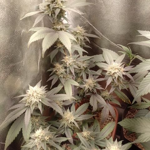 Banana Purple Punch 3 growlog timeline photo
