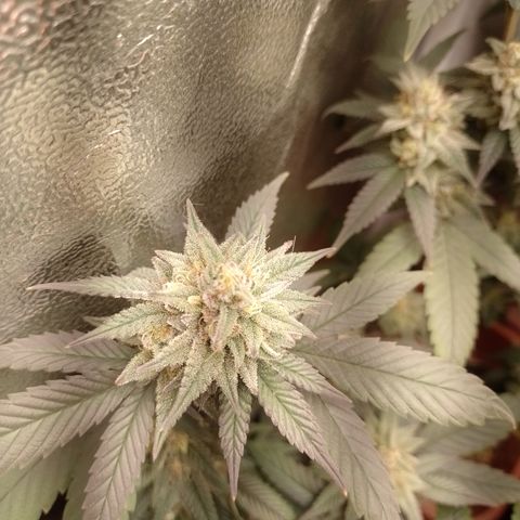 Banana Purple Punch 3 growlog timeline photo