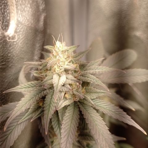 Banana Purple Punch 3 growlog timeline photo