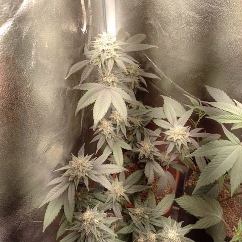 Banana Purple Punch 3 growlog timeline photo