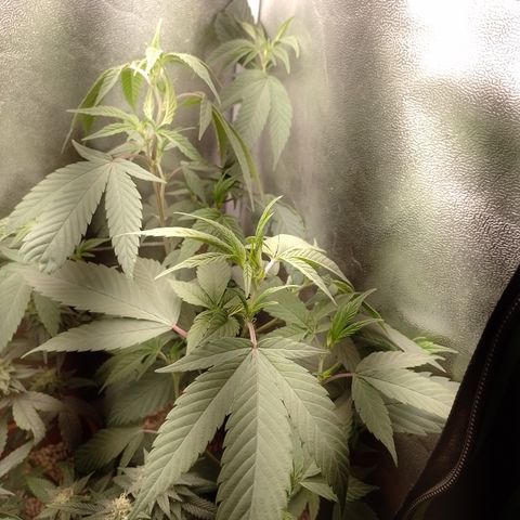 Banana Purple Punch #4 e #5 growlog timeline photo