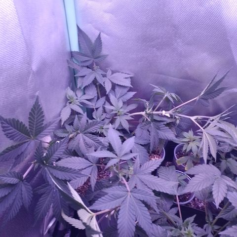 Purple Cookies 1 growlog timeline photo