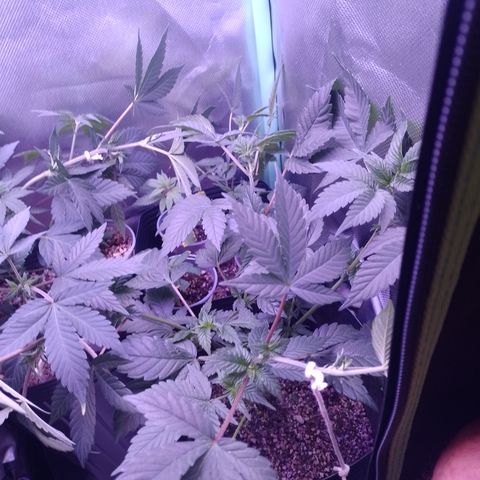 Purple Cookies 2 growlog timeline photo