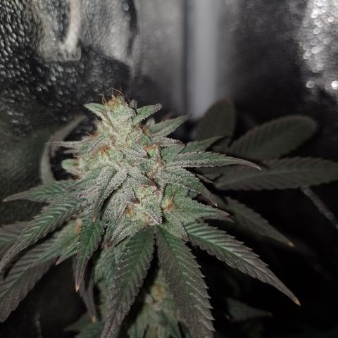 Banana Purple Punch 3 growlog timeline photo