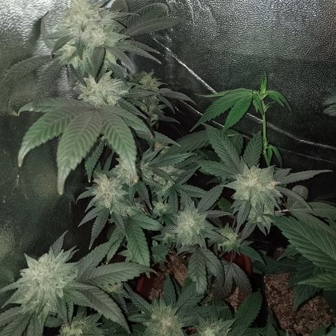 Banana Purple Punch 3 growlog timeline photo