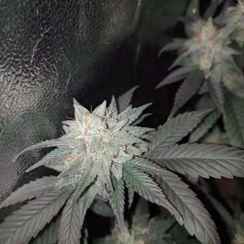 Banana Purple Punch 3 growlog timeline photo