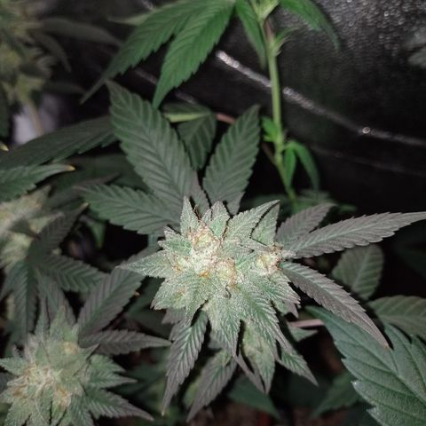Banana Purple Punch 3 growlog timeline photo