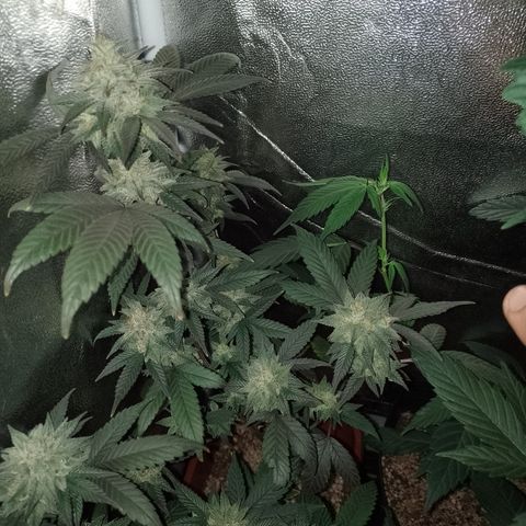 Banana Purple Punch 3 growlog timeline photo